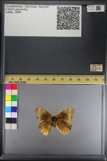 Media type: image;   Entomology 213610